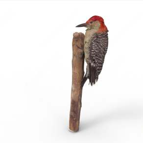 红头小鸟3D模型下载